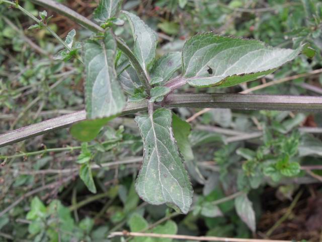 Scrophularia auriculata / Scrofularia acquatica